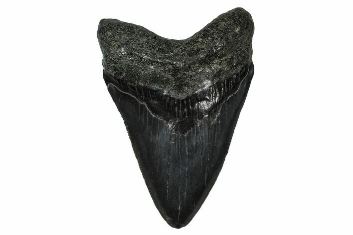 Serrated, Fossil Megalodon Tooth - South Carolina #374744